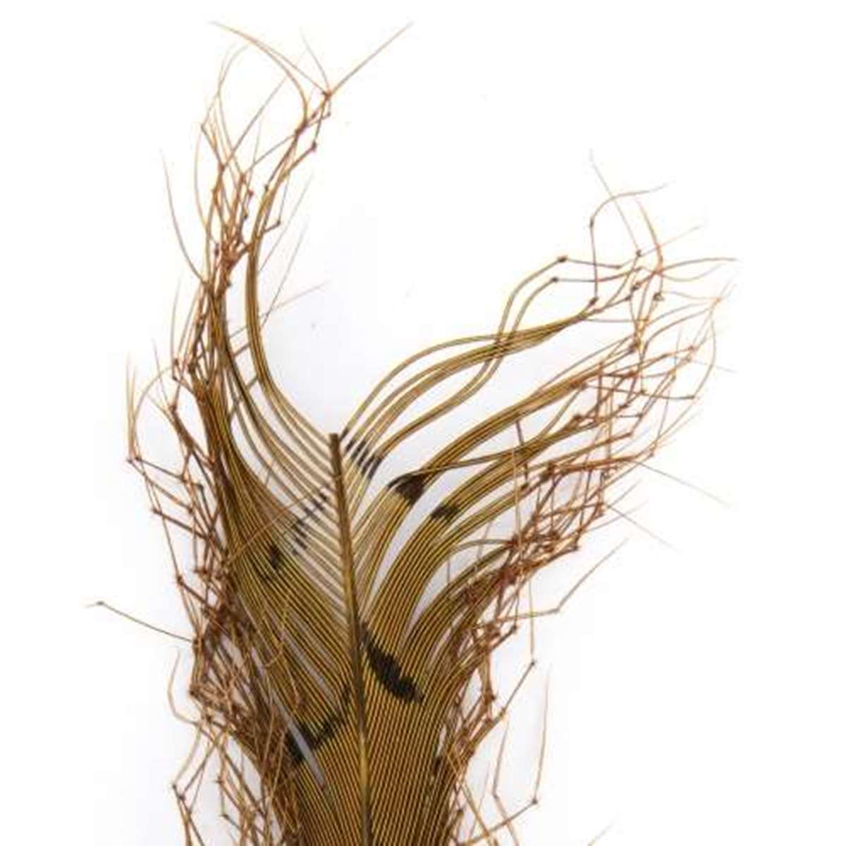 Knotted Cranefly Legs Picric
